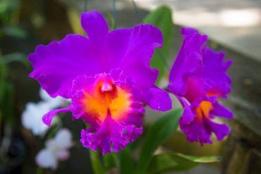 Bahçedeki güzel mor orkide çiçeği