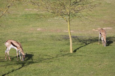 Springfield, Antidorcas Marsupialis, çölün kuru otlaklarında yürüyor ve otluyor.