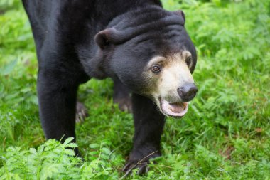 Güneş ayısı doğal yaşam alanında