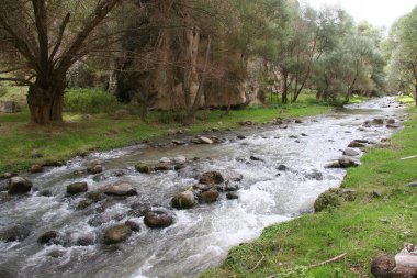 Ormandaki güzel nehir
