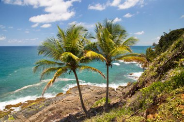 Palmiye ağaçları olan güzel tropikal plaj