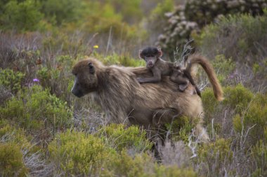 Anne Pelerin babunu, bebek yolda ve sırtına tutunuyor.