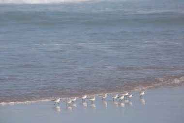 Portekiz sahilinde martılar