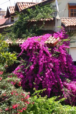 Çiçekli begonviller köy sokaklarının yakınındaki evlerin duvarları, kapıları ve pencereleri boyunca.