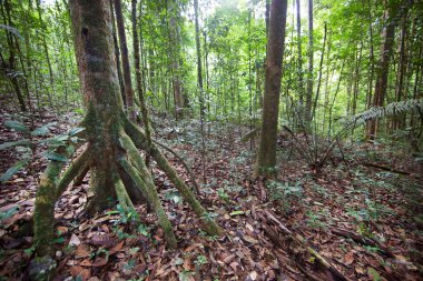 Ormandaki yemyeşil yemyeşil