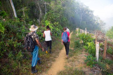 Bereketli orman sahnesinde yürüyüş yapan bir grup insan, seyahat sahnesi.