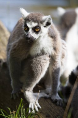 Ağaçta oturan şirin bir lemurun dikey görüntüsü.