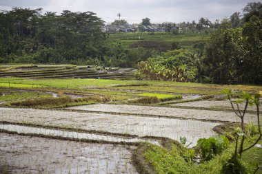 Çeltik tarlaları ya da pirinç bitkilerinin yetiştiği Sawa arazisi