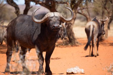Afrika ya da Cape Buffalo boğası, syncerus caffer, Karoo çölünde kum ve savanada yürüyor.
