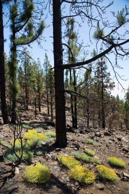 Parlak güneş ışığında subtropikal orman sahnesi