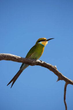 Kırlangıç kuyruklu arı yiyici, Merops hirundineus