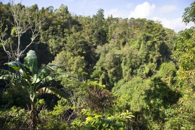 Ormandaki yeşil orman