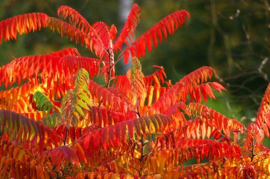 Sonbahar yaprakları, sonbahar bitkileri