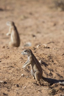 Cape toprak sincabı Xerus inauris kolonisi yemek yiyor ve tehlike için nöbet tutuyor.