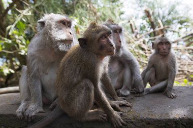 Hayvanat bahçesindeki maymunlar