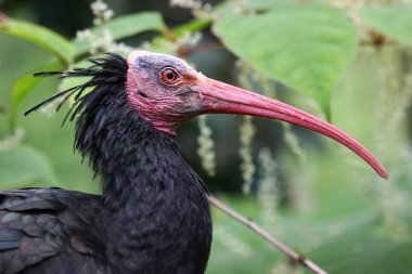 Keltoş Ibis ya da keşiş Ibis Geronticus eremita 'nın yakın çekimi.