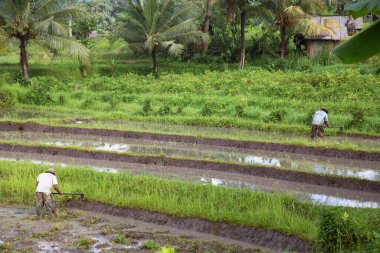 Terasta çalışan insanlar pirinç tarlaları, sawa 