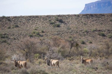 Büyük Kudu, yayılım gösterir: strepsiceros