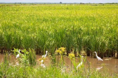 Yeşil çimenlikteki bir kuş