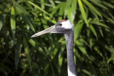 Beyaz balıkçıl kuşuna yaklaş.