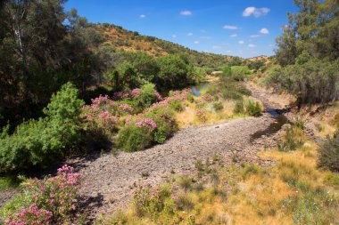 Akdeniz bölgesinde küçük Oleander ağaçları