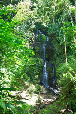 Ormanda güzel bir şelale 