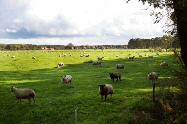 Yeşil çimlerde otlayan koyunlar ve bulutlu gökyüzü arka planı