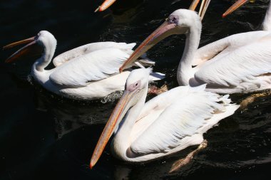Nehir üzerindeki pelikanlar (Pelecanus onocrotalus)