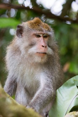 Yengeç yiyen ya da uzun kuyruklu macaque, Macaca fascicularis, bölgeyi rahatça gözlemliyor.