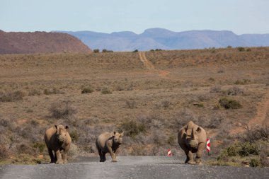 Kara gergedan, Diceros bicornis, Karoo çölü vadisinde alçak çalılıklarda yürüyor.