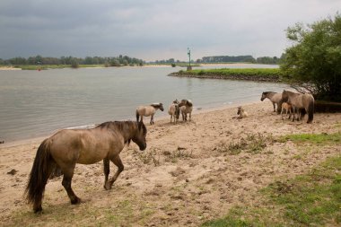 Hollanda kıyıları boyunca başıboş gezen vahşi Konik atları sürüsü.