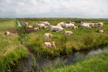Çayırda otlayan inekler. 