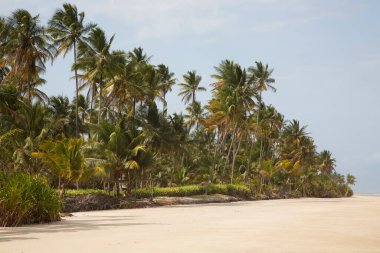 Palmiye ağaçları olan güzel tropikal plaj