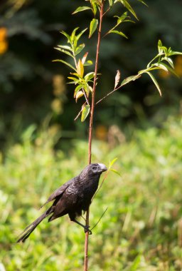 Küçük bir ağacın dalında oturan kuş.