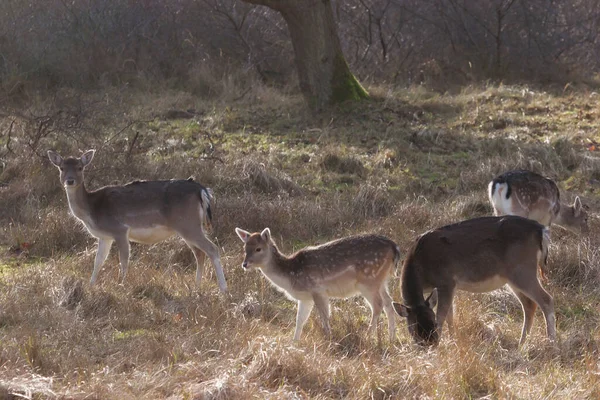 Ormandaki bir grup genç hayvan.