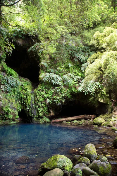 Tropikal ormandaki küçük göl manzarası