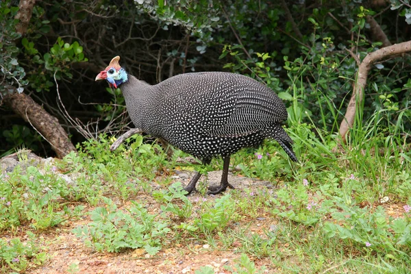 Primer Plano Hermoso Pájaro Pavo Real — Foto de Stock