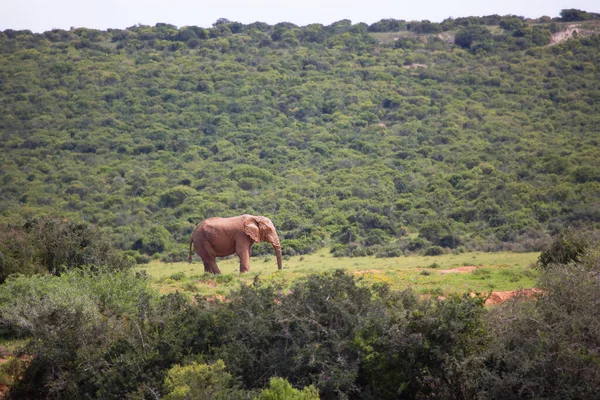 Solitary African Savanna Elephant Grazing Open Plains Grassfields — Stock Photo, Image