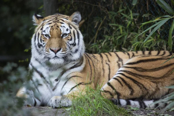 Κοντινή Θέα Μιας Τίγρης Στο Ζωολογικό Κήπο — Φωτογραφία Αρχείου