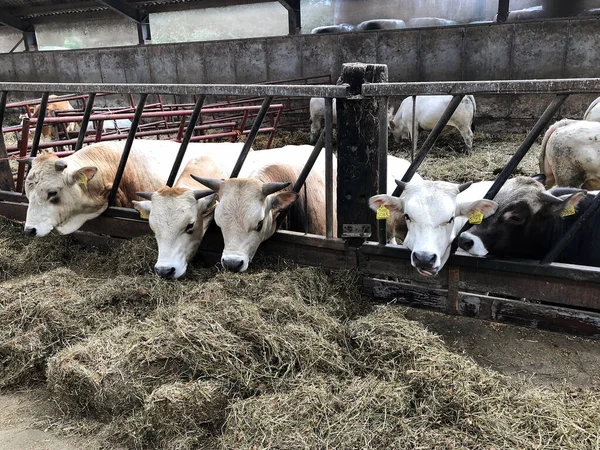 Vista Cerca Las Vacas Granja — Foto de Stock