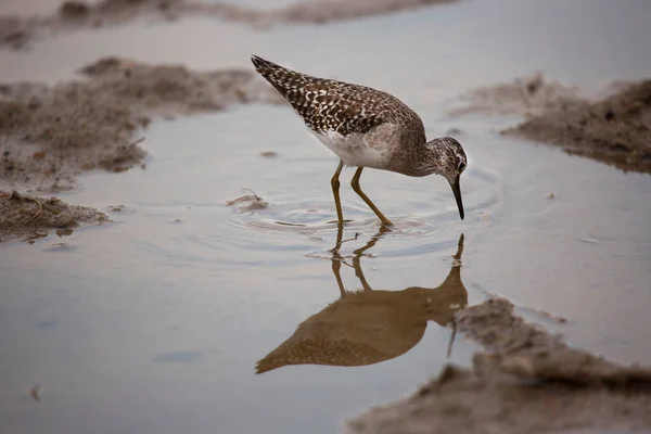 Een Close Shot Van Een Prachtige Vogel Het Water — Stockfoto