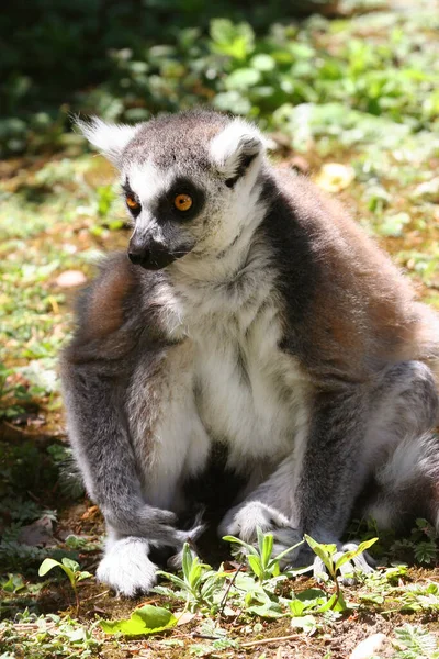 Кільцехвостий Лемур Lemur Catta — стокове фото