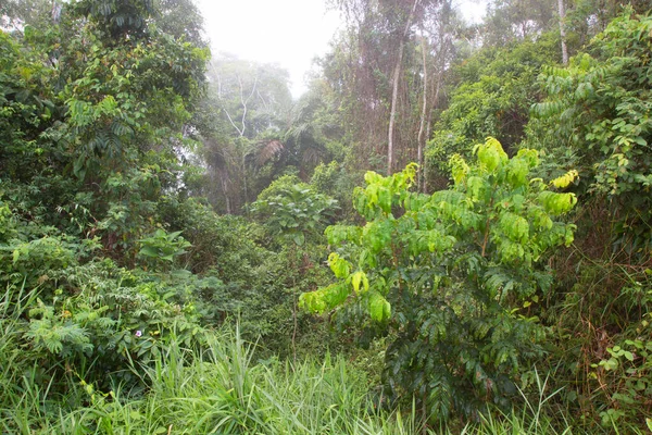 Tropis Hijau Dalam Indah Pemandangan Pegunungan — Stok Foto