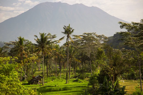 Schöne Grüne Dschungel Szene Mit Landwirtschaftlichen Feldern — Stockfoto