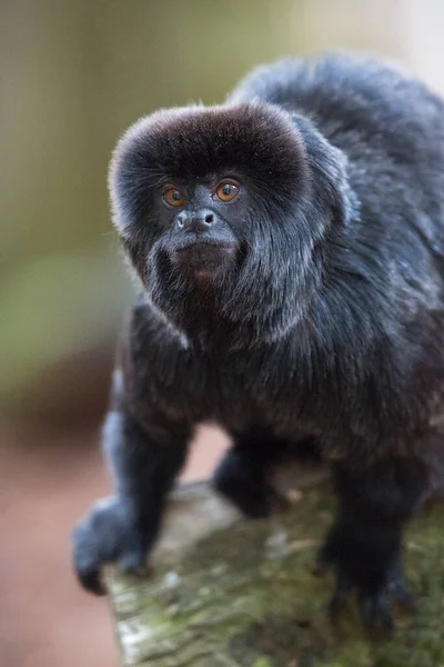 Ασπρόμαυρο Πορτραίτο Ενός Νεαρού Χιμπατζή — Φωτογραφία Αρχείου