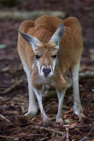 Närbild Känguru Naturlig Miljö — Stockfoto