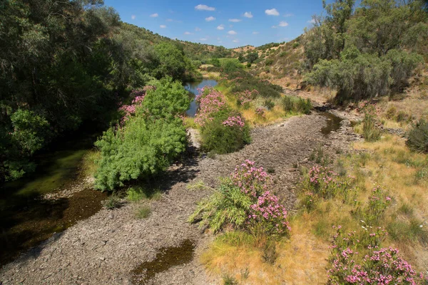 Akdeniz bölgesinde küçük Oleander ağaçları