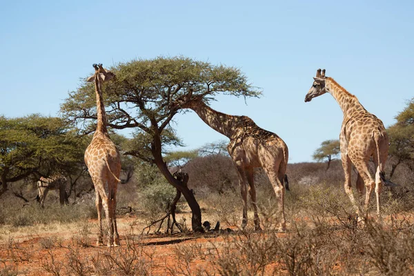Güney Afrika ya da Cape zürafası, Züraffa camelopardalis, ağaçların tepesinden otlamak için savanada yürüyorlar.