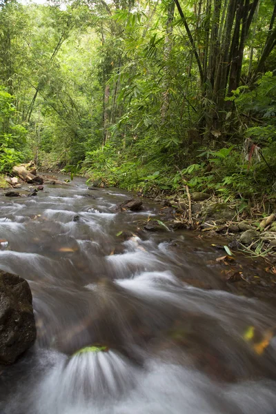 Hermosa Selva Tropical Con Río —  Fotos de Stock