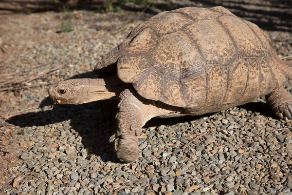 Leopard Sköldpadda Stigmochelys Pardalis Går Snabbt För Att Hitta Grönt — Stockfoto